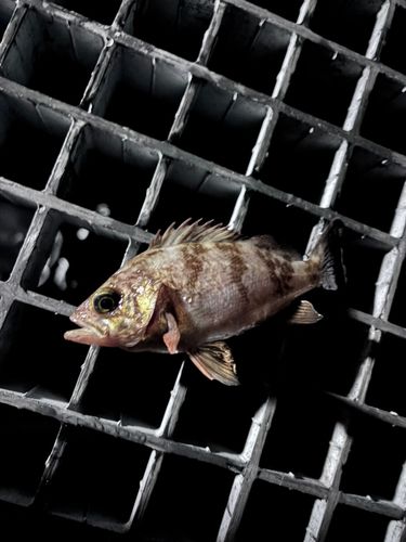 シロメバルの釣果