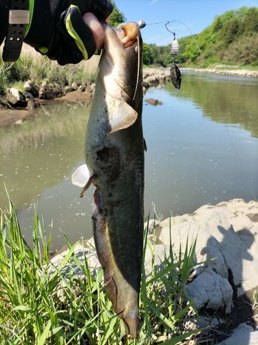 ナマズの釣果
