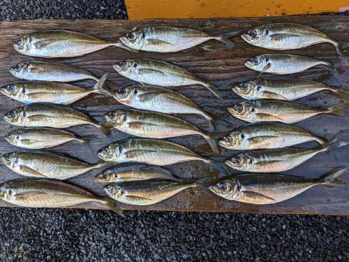 アジの釣果
