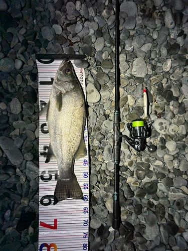 ヒラスズキの釣果
