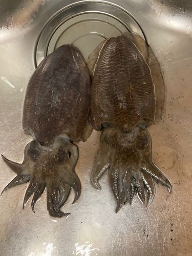 コウイカの釣果