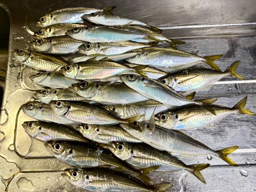 アジの釣果