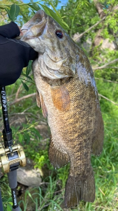 スモールマウスバスの釣果