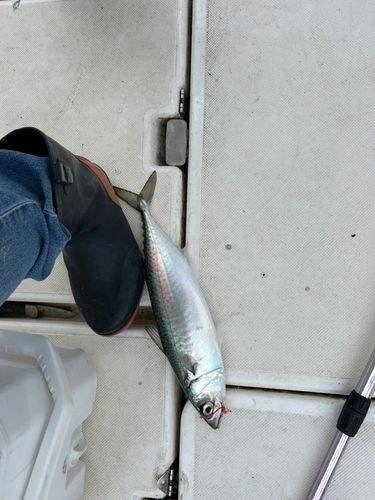 サバの釣果