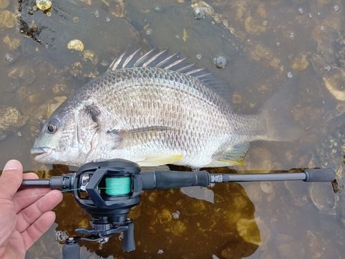 キビレの釣果