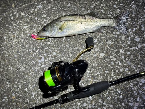 セイゴ（マルスズキ）の釣果