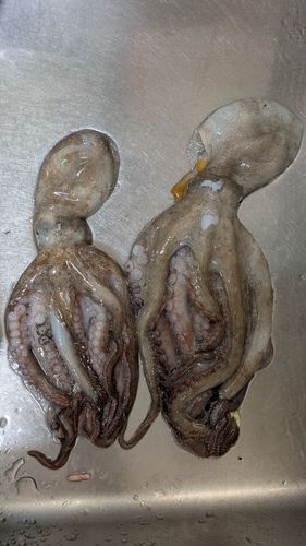 タコの釣果