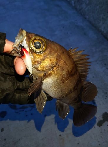 メバルの釣果