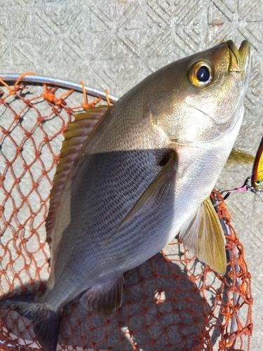 イサキの釣果