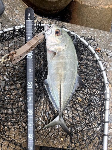 ギンガメアジの釣果