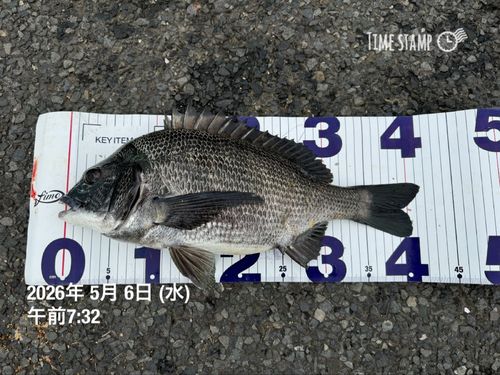 クロダイの釣果