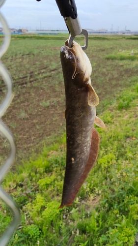 ナマズの釣果