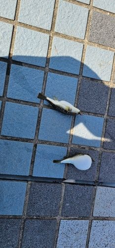 フグの釣果