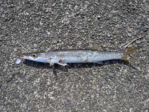 カマスの釣果