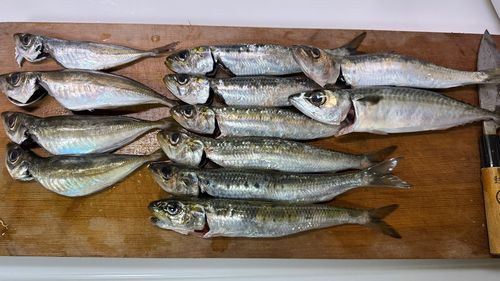 マイワシの釣果