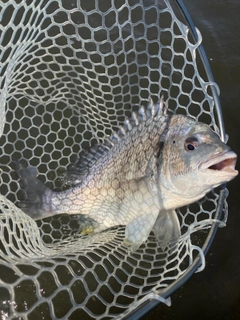 キビレの釣果