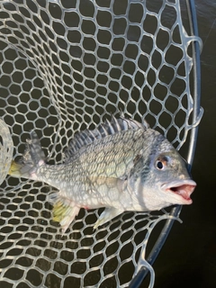 キビレの釣果