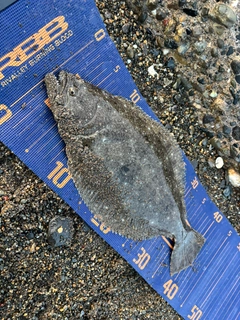 ヒラメの釣果
