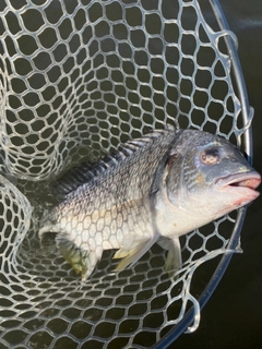 キビレの釣果