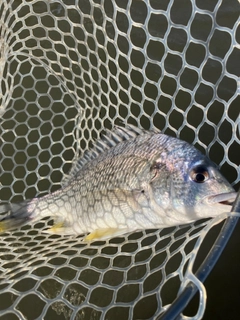 キビレの釣果