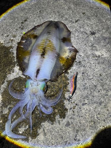 アオリイカの釣果