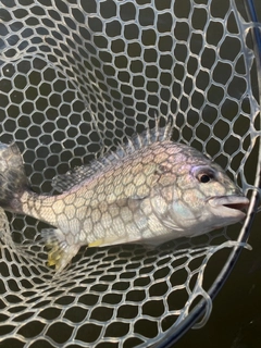 キビレの釣果
