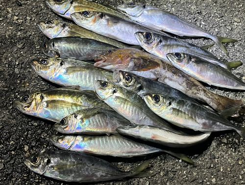アジの釣果