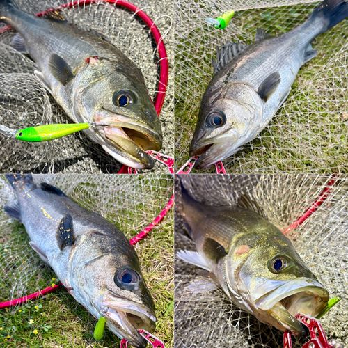 フッコ（マルスズキ）の釣果