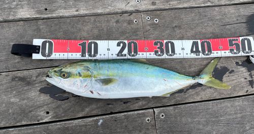 イナダの釣果