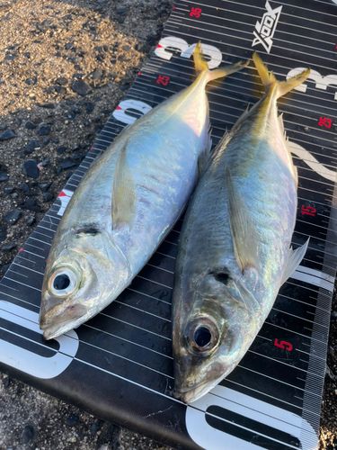 マアジの釣果