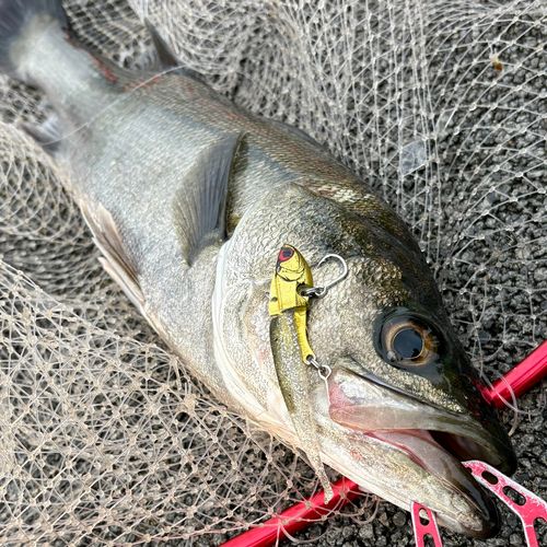 フッコ（マルスズキ）の釣果