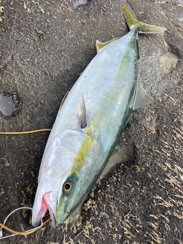 イナダの釣果