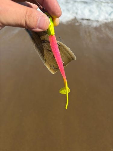 シタビラメの釣果
