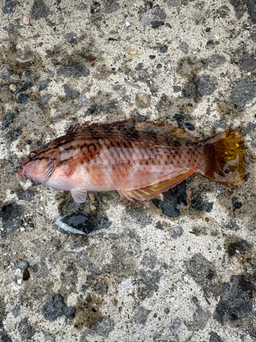 ホシササノハベラの釣果