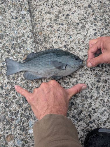メジナの釣果