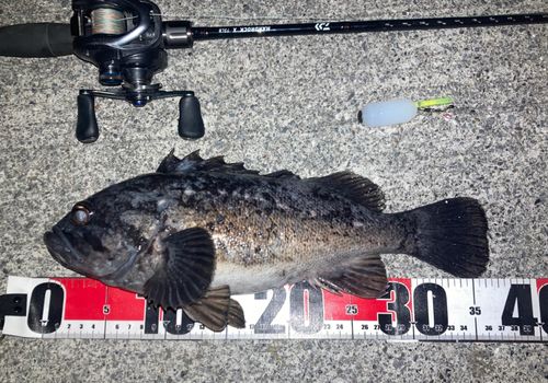 クロソイの釣果