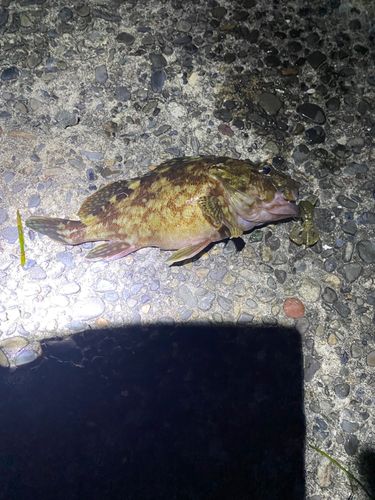 カサゴの釣果