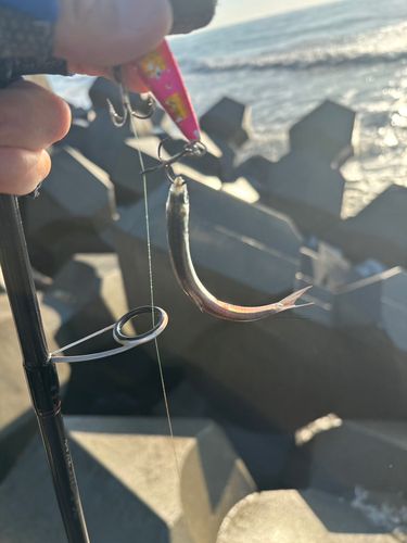 シタビラメの釣果