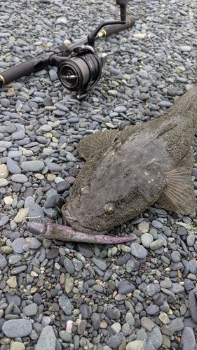 マゴチの釣果