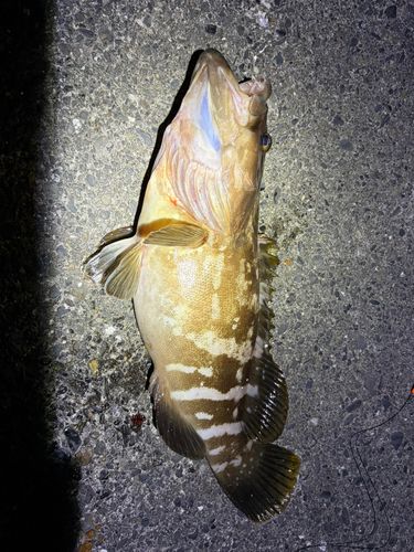 クエの釣果