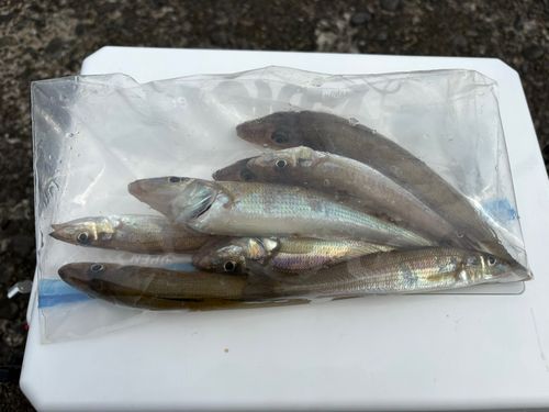 キスの釣果