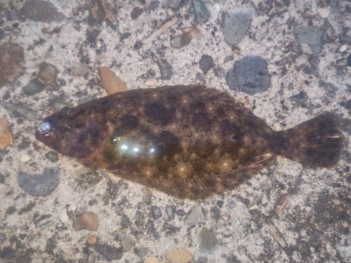 ソゲの釣果