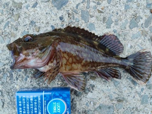 ガシラの釣果