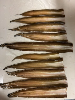 アナゴの釣果