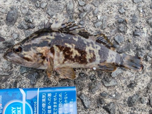 メバルの釣果