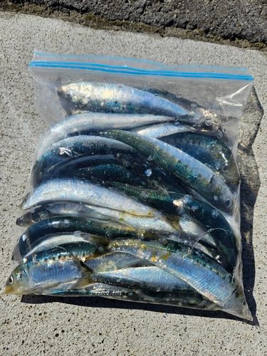 マイワシの釣果