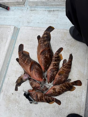 キジハタの釣果