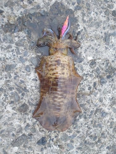 アオリイカの釣果