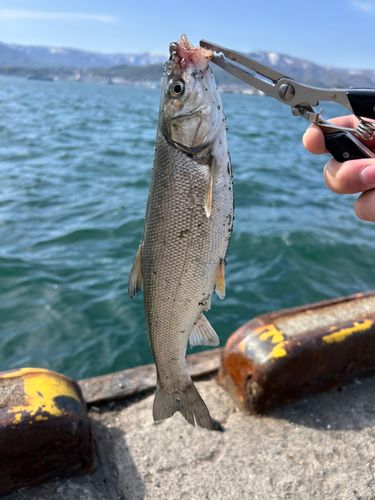 ウグイの釣果