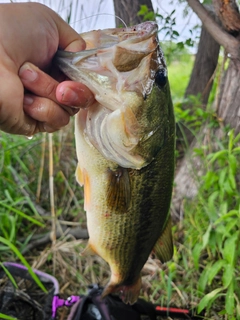 ラージマウスバスの釣果